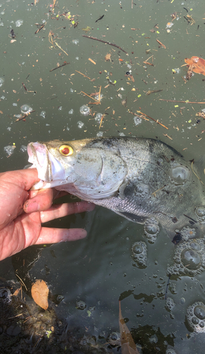 アカメの釣果