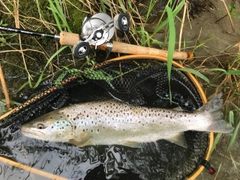ブラウントラウトの釣果
