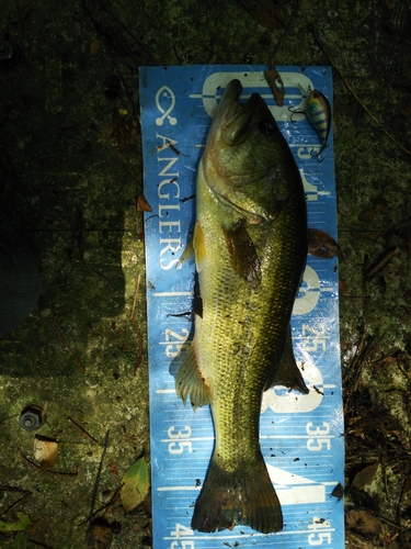 ブラックバスの釣果