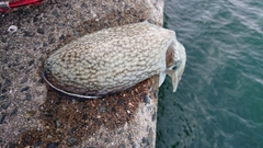 シリヤケイカの釣果