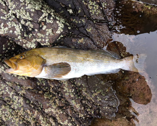 アブラコの釣果