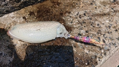 シリヤケイカの釣果