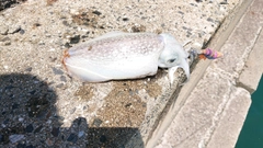 シリヤケイカの釣果