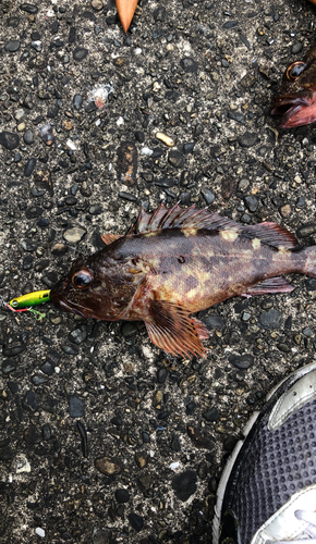 カサゴの釣果