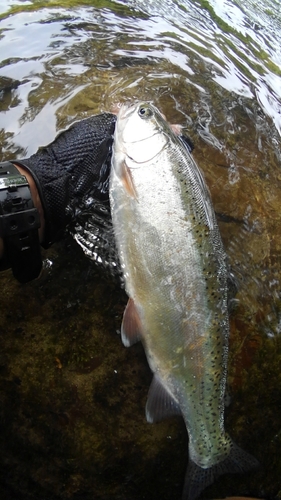 ニジマスの釣果