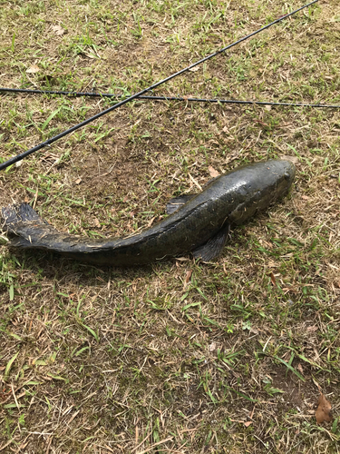 ライギョの釣果