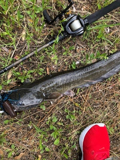 マナマズの釣果