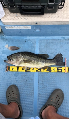 ブラックバスの釣果