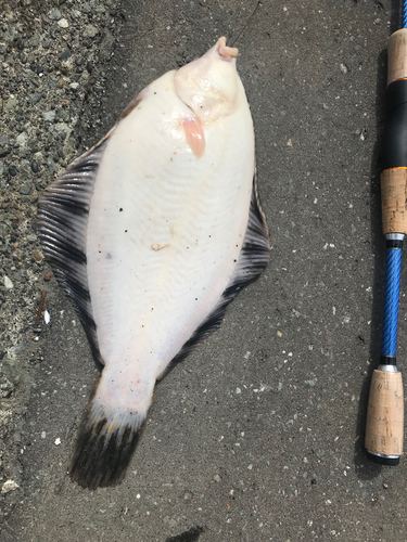 クロガシラガレイの釣果