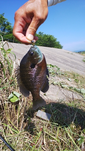 ブルーギルの釣果