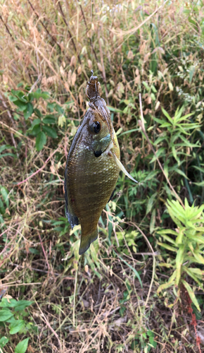 ブルーギルの釣果