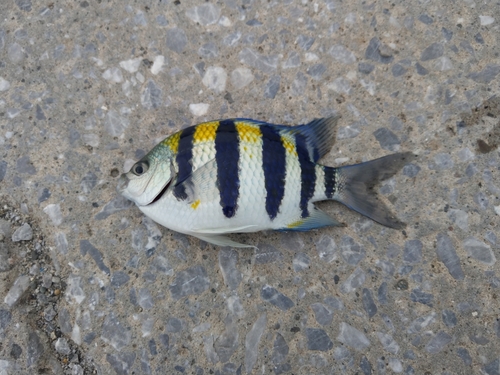 オヤビッチャの釣果