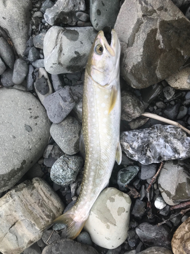 アメマスの釣果