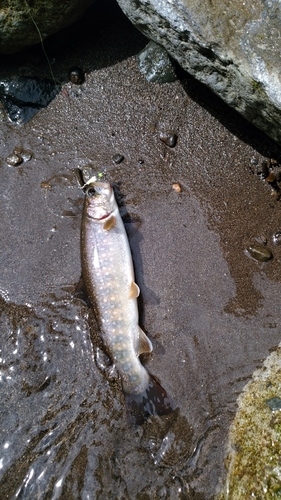 イワナの釣果