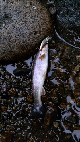 イワナの釣果