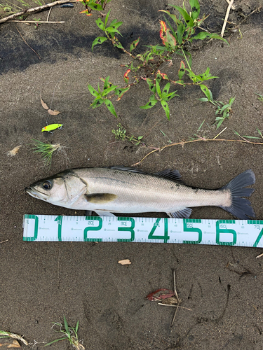 スズキの釣果