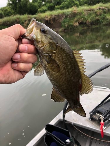 スモールマウスバスの釣果