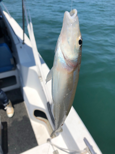 キスの釣果