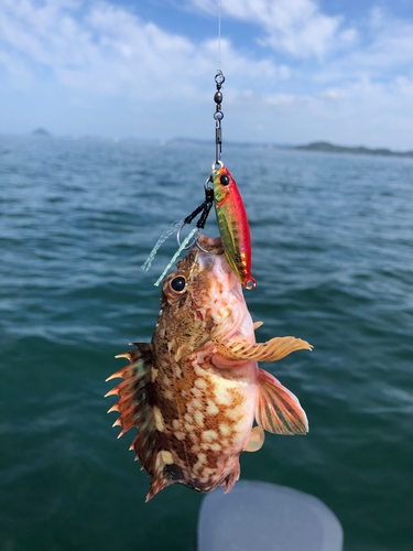 カサゴの釣果