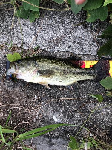 ブラックバスの釣果