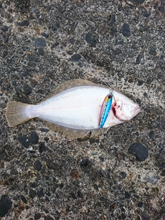 ヒラメの釣果