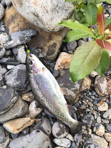 ニジマスの釣果