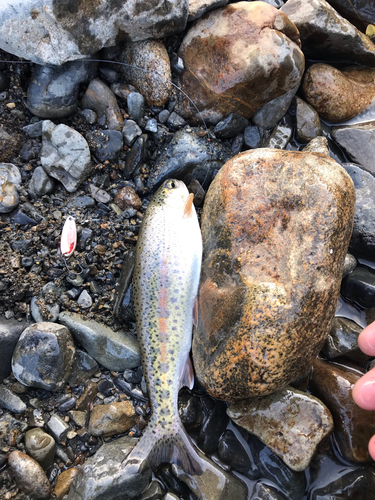 ニジマスの釣果