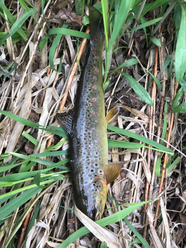 ブラウントラウトの釣果