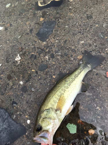 ラージマウスバスの釣果