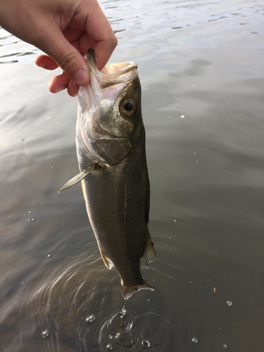 フッコ（マルスズキ）の釣果