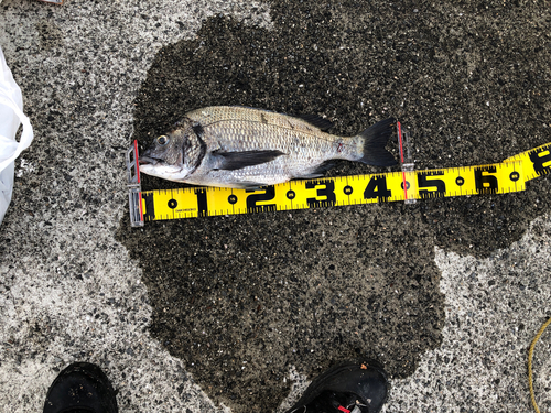 クロダイの釣果