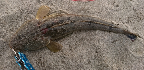 マゴチの釣果