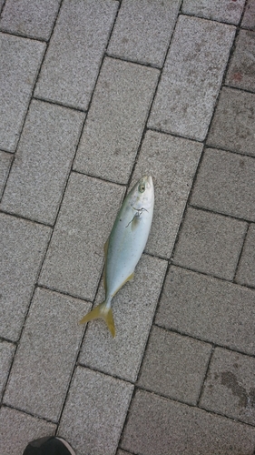 ツバスの釣果