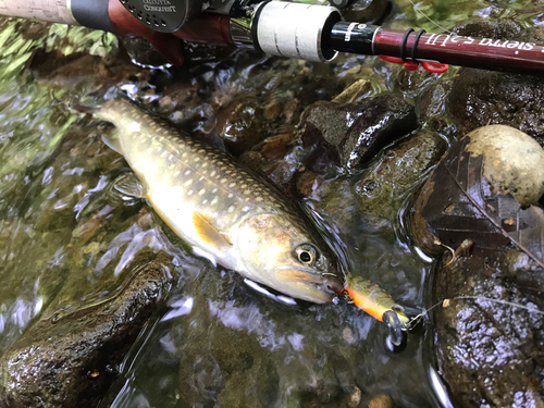 イワナの釣果