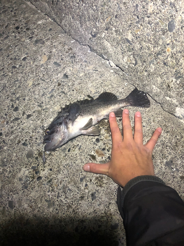 クロソイの釣果