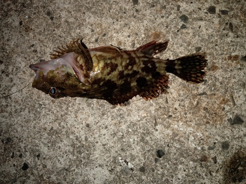 カサゴの釣果