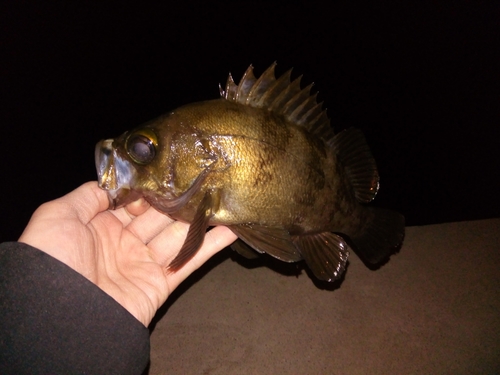 メバルの釣果