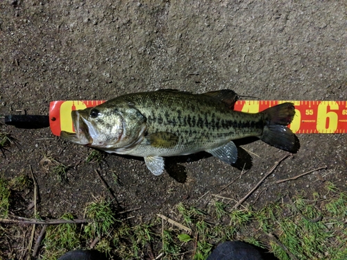 ブラックバスの釣果