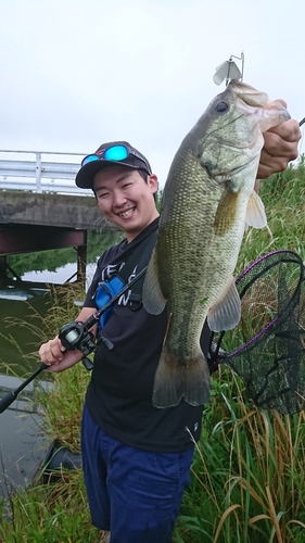 ブラックバスの釣果