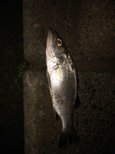 スズキの釣果