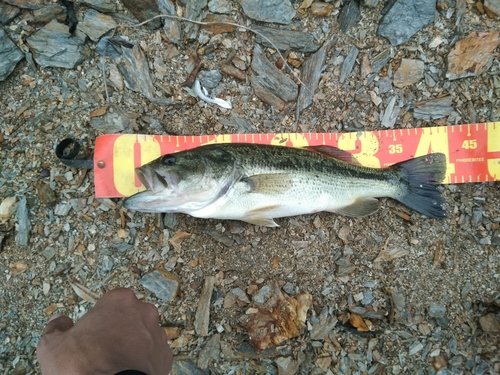 ブラックバスの釣果