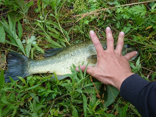 ブラックバスの釣果