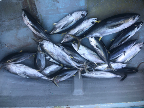 シビの釣果