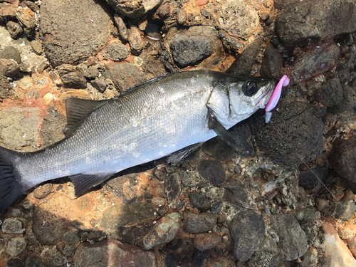 ヒラスズキの釣果