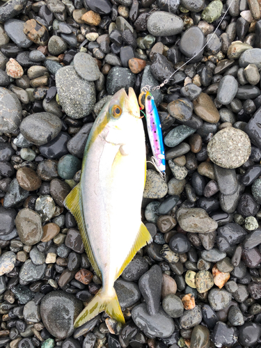 ショゴの釣果