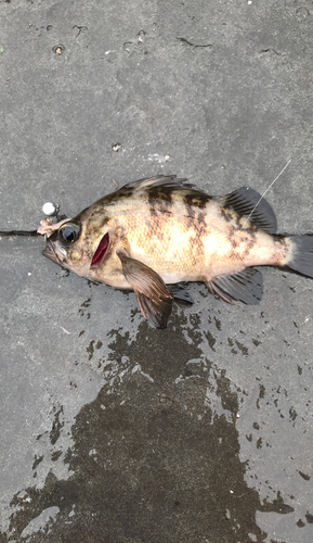 メバルの釣果