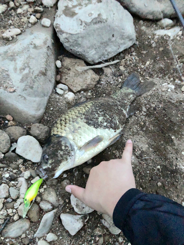 マブナの釣果