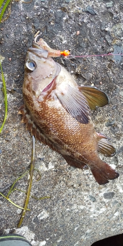 ガヤの釣果