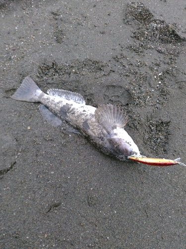 アブラコの釣果