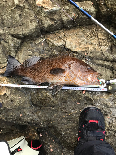 オオモンハタの釣果